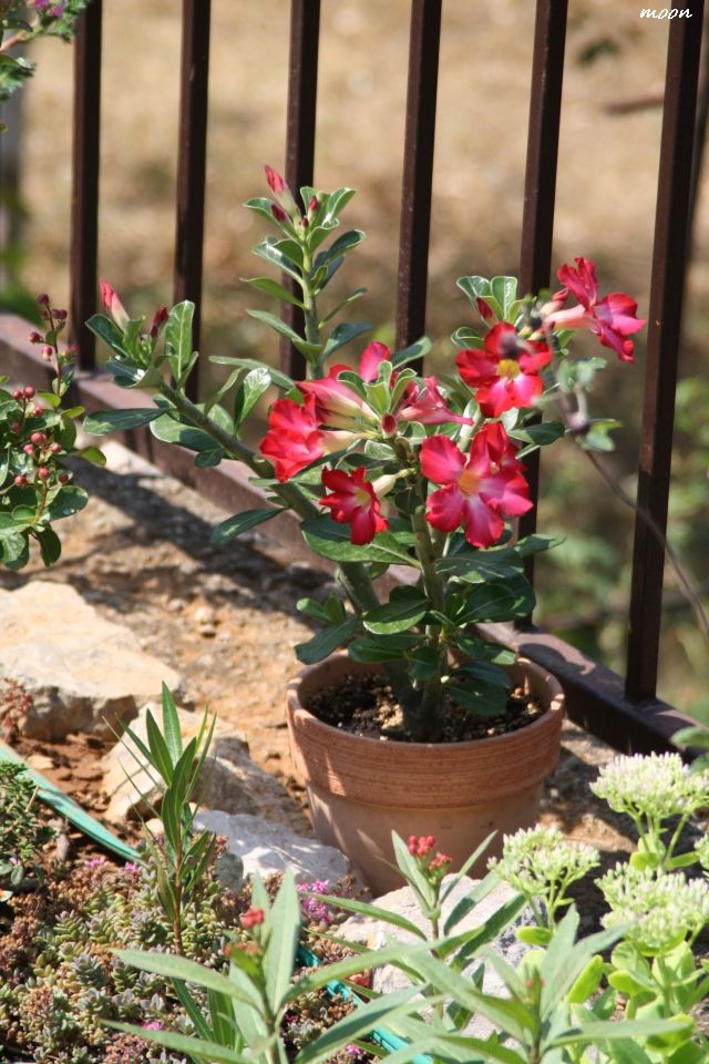adenium